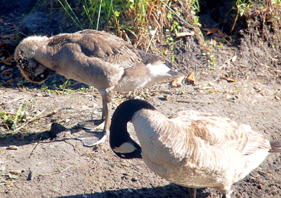 [A side view of a gosling standing on the dirt and scratching its belly with its beak. Its parent stands beside it in the foreground of the image doing the same thing.]
